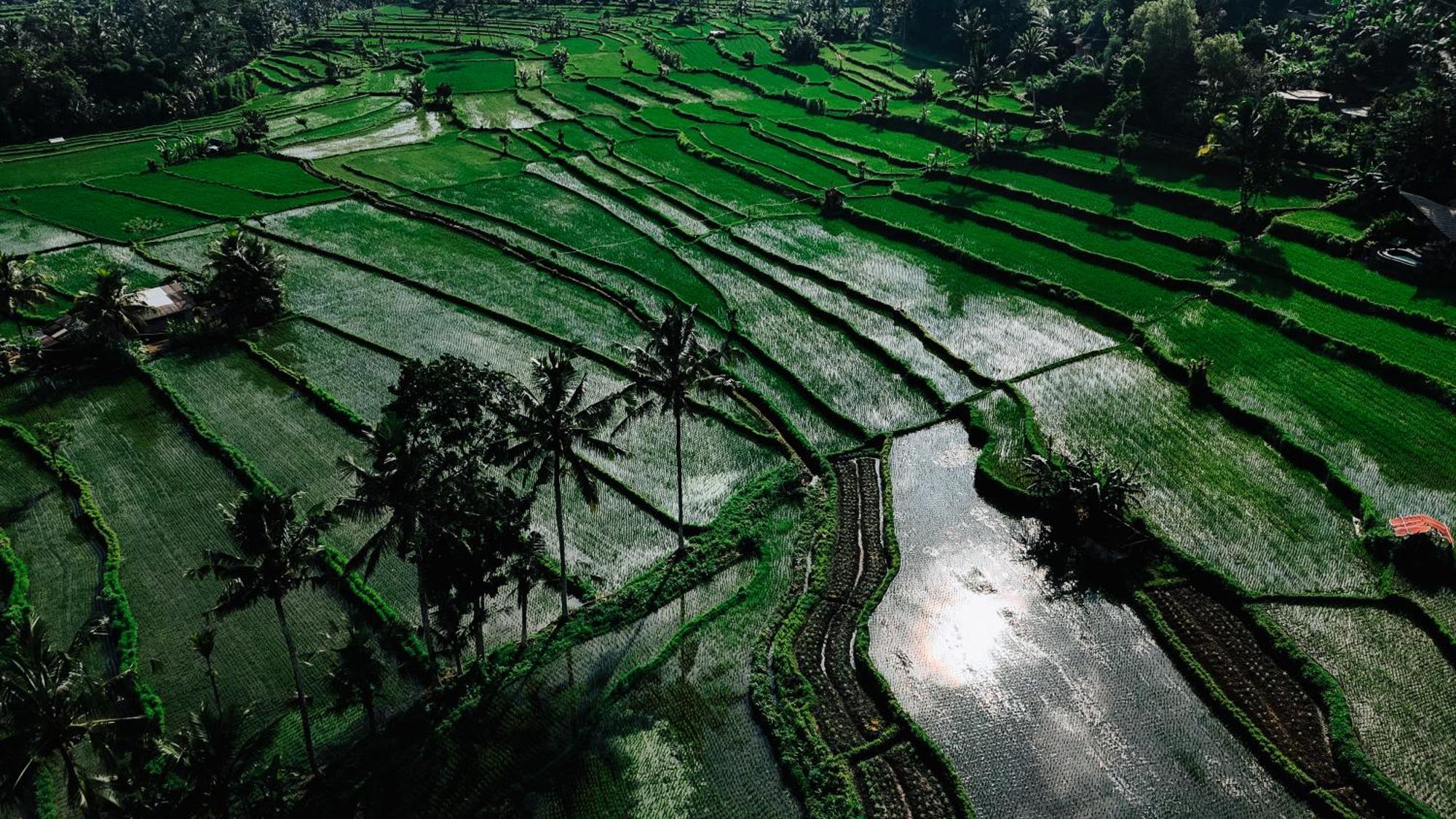 Вилла Arcada Bali Bamboo House Сидемен Экстерьер фото